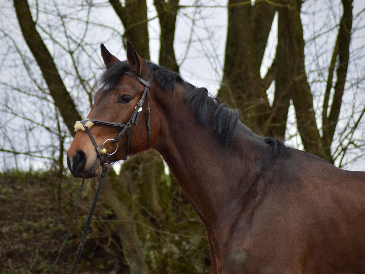 Caballo de deporte alemán Yegua 6 años 170 cm Castaño in Weißenburg in Bayern