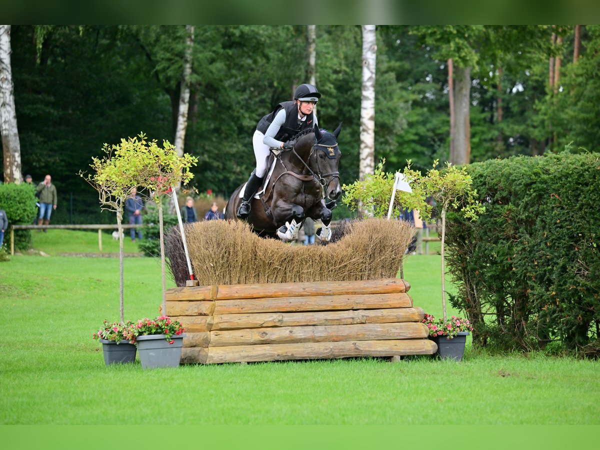 Caballo de deporte alemán Yegua 6 años 170 cm Morcillo in Tasdorf