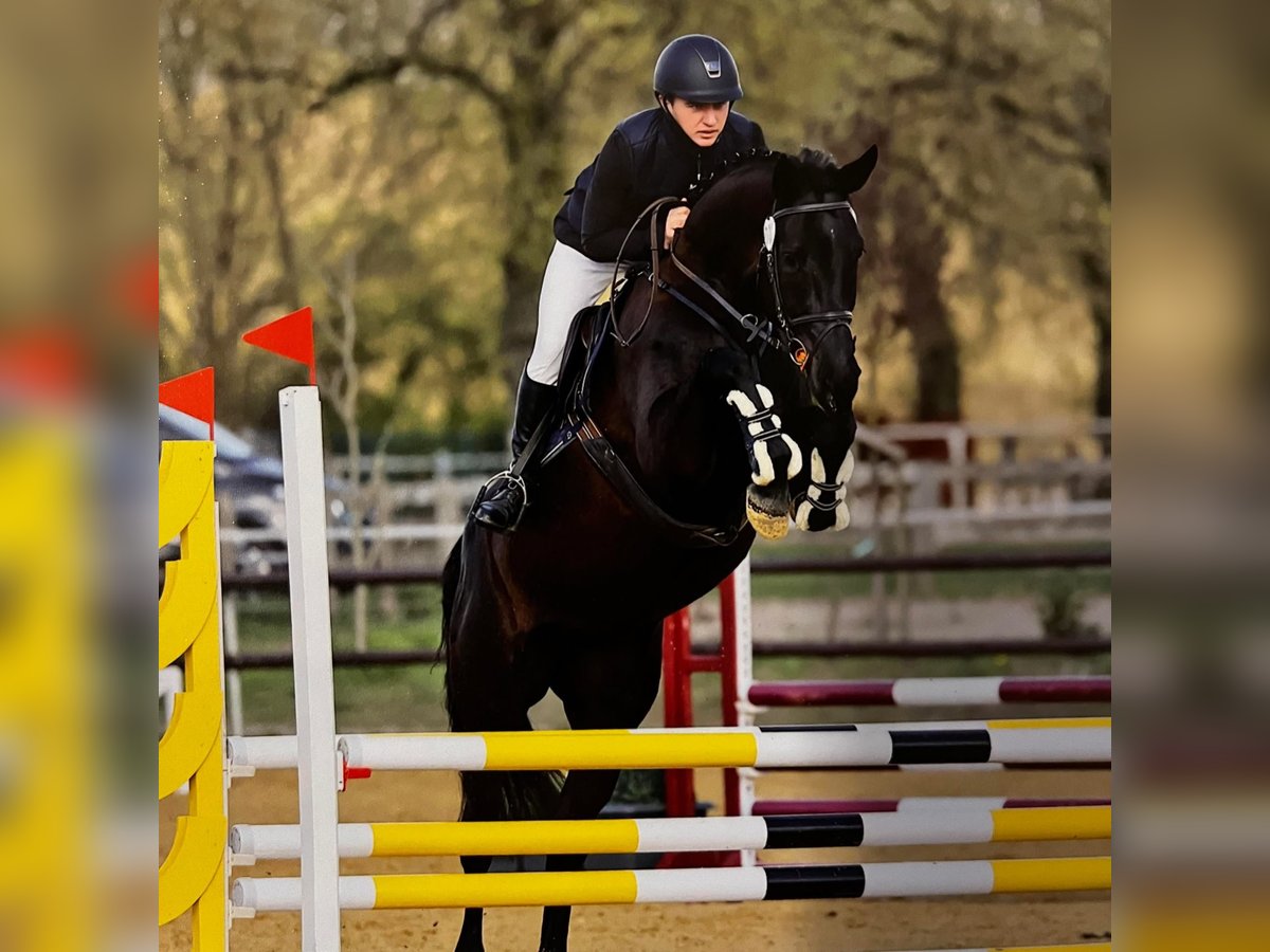 Caballo de deporte alemán Yegua 6 años 170 cm Morcillo in Bad Schmiedeberg