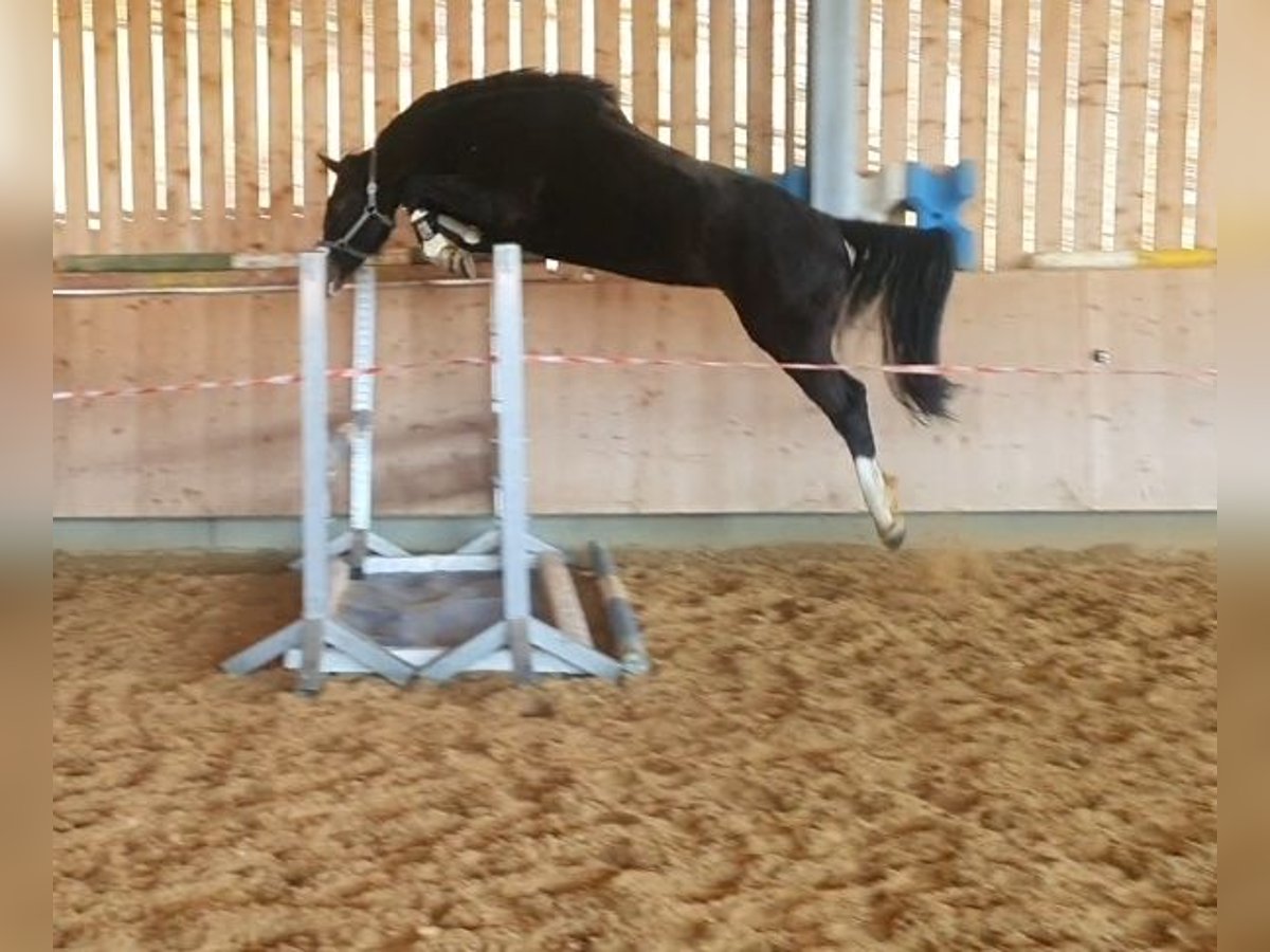 Caballo de deporte alemán Yegua 6 años 170 cm Morcillo in Isny im Allgäu