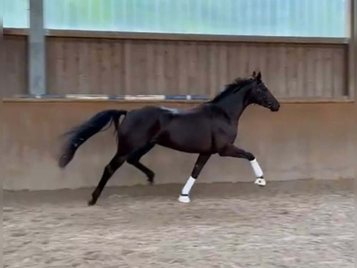 Caballo de deporte alemán Yegua 6 años 170 cm Negro in Pfaffenhofen an der Ilm