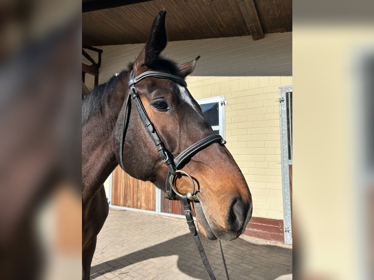 Caballo de deporte alemán Yegua 6 años 171 cm Castaño oscuro in Einbeck