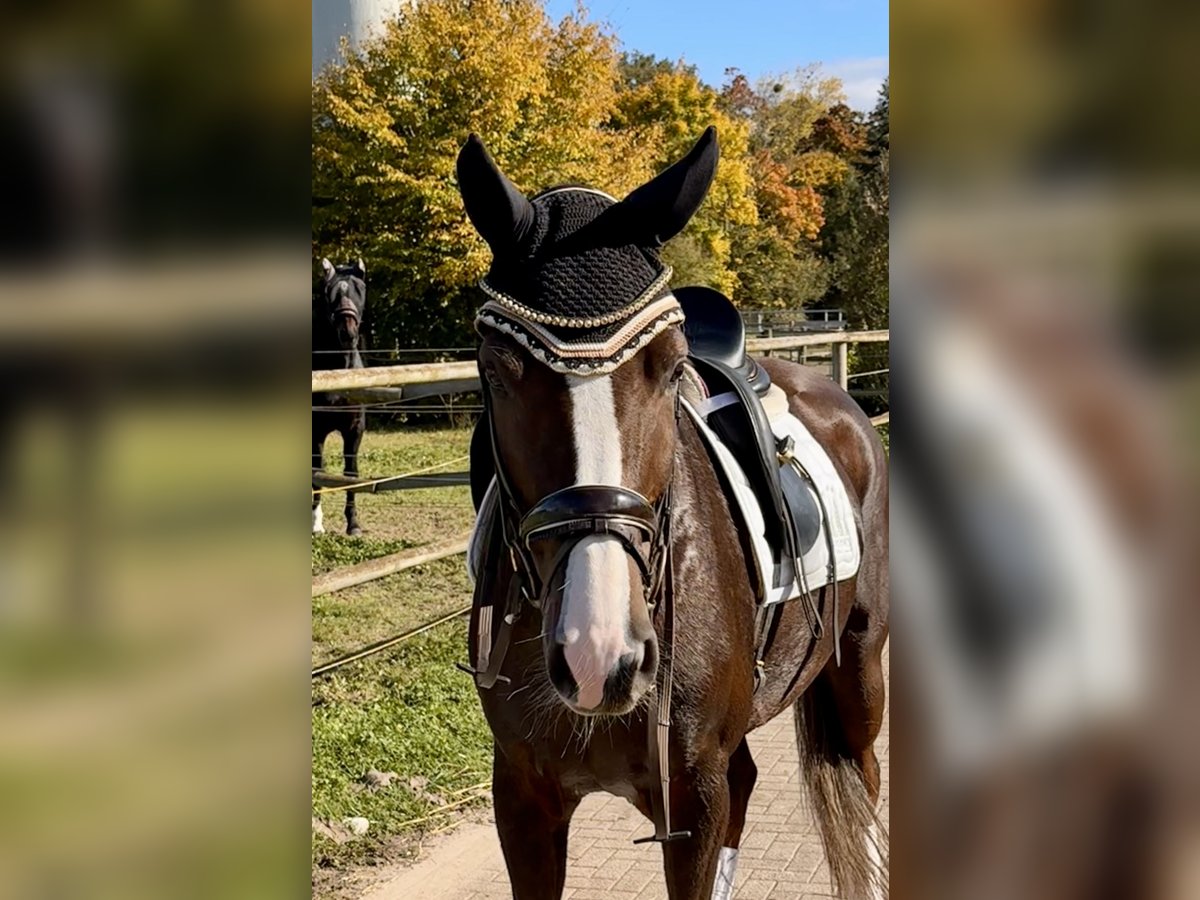 Caballo de deporte alemán Yegua 6 años 172 cm Alazán-tostado in Willst&#xE4;tt