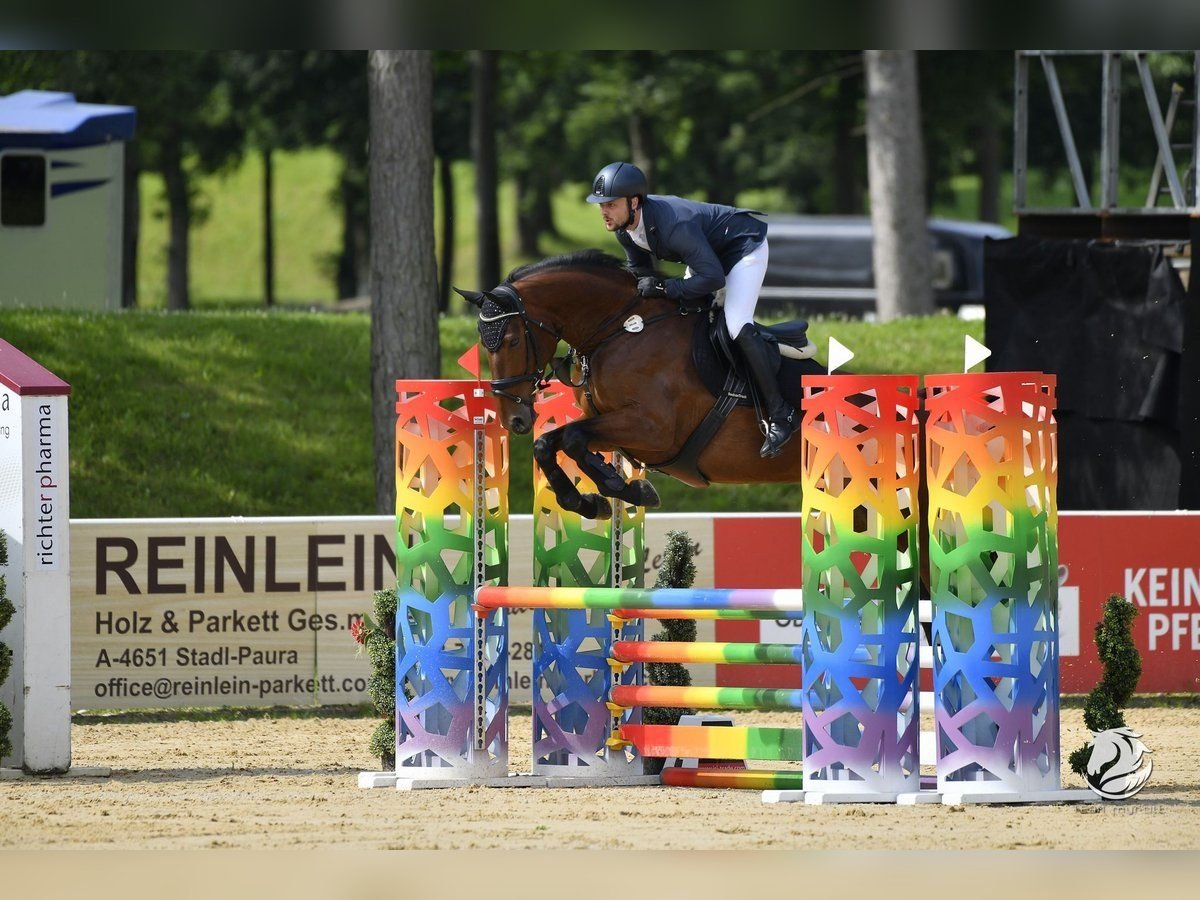 Caballo de deporte alemán Yegua 6 años 172 cm Castaño in Bad Griesbach im Rottal