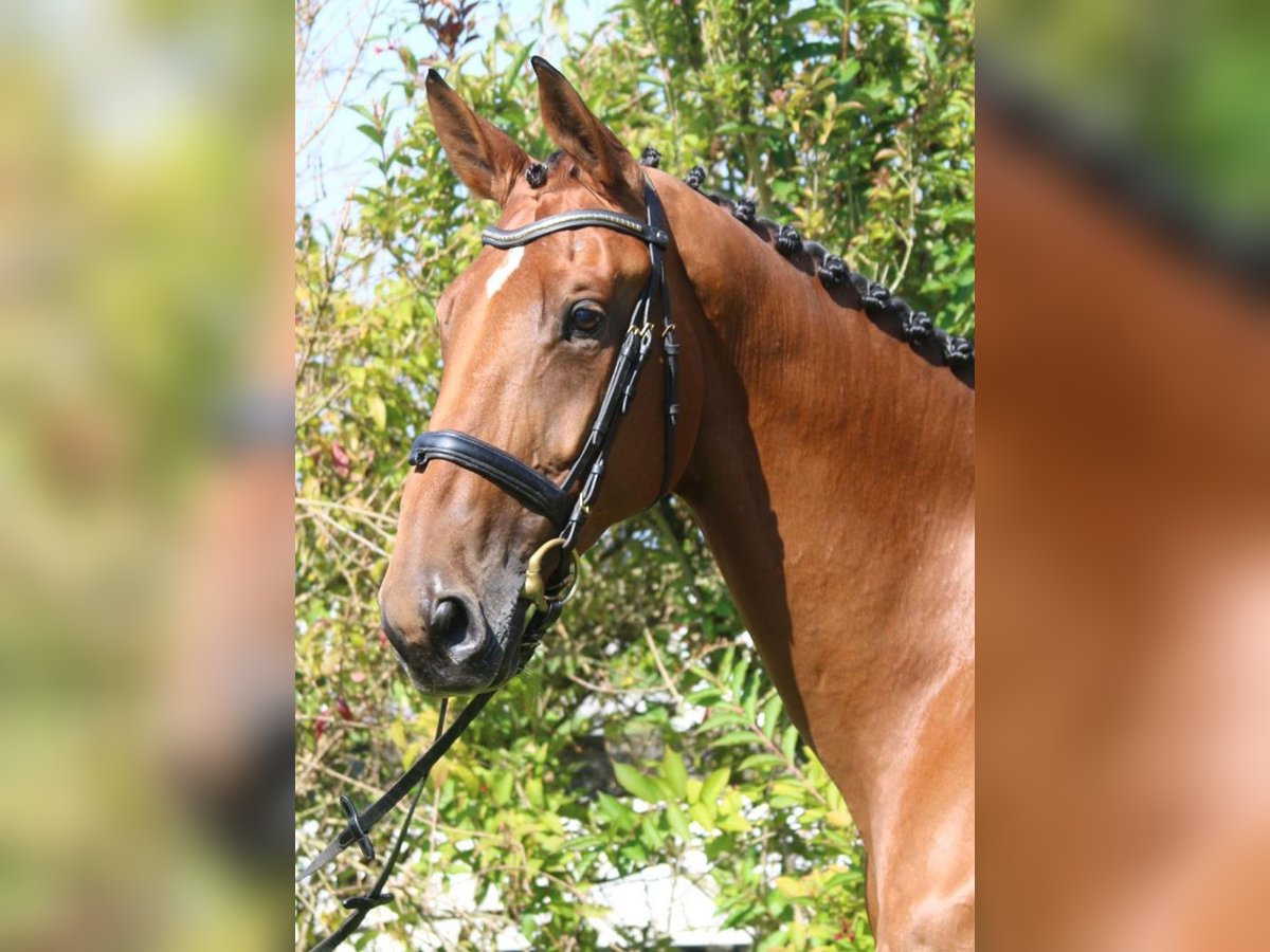 Caballo de deporte alemán Yegua 6 años 172 cm Castaño in Gomadingen