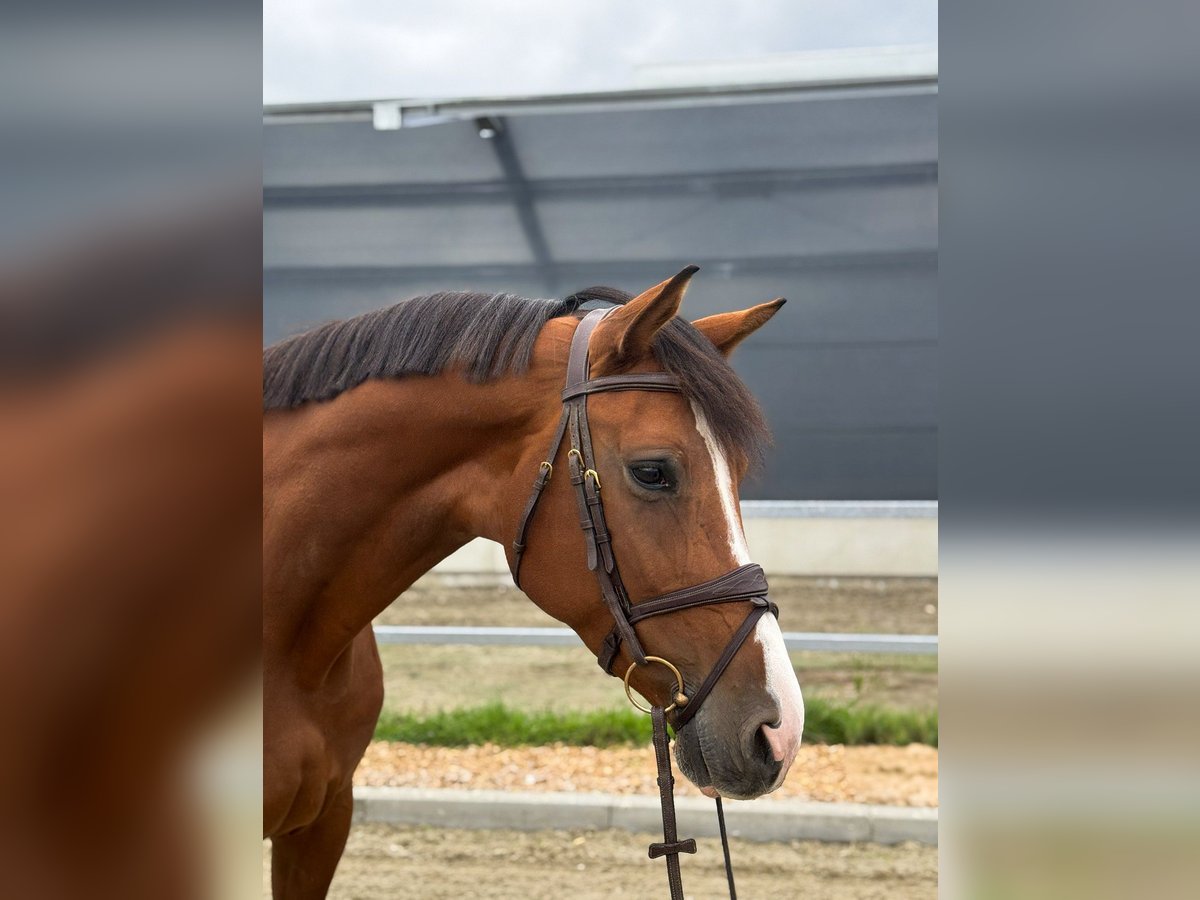 Caballo de deporte alemán Yegua 6 años 173 cm Castaño in Kamenz