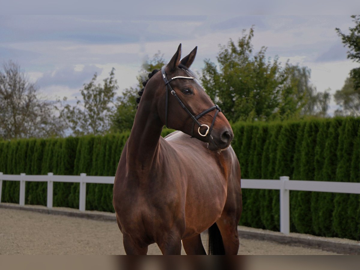 Caballo de deporte alemán Yegua 6 años 173 cm Castaño oscuro in Schwäbisch Hall