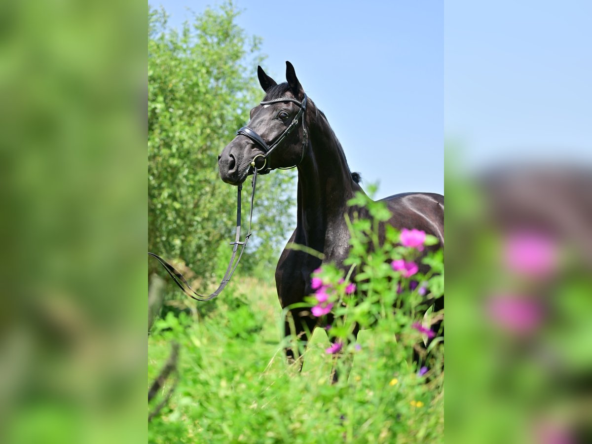 Caballo de deporte alemán Yegua 6 años 175 cm Negro in Horstfelde