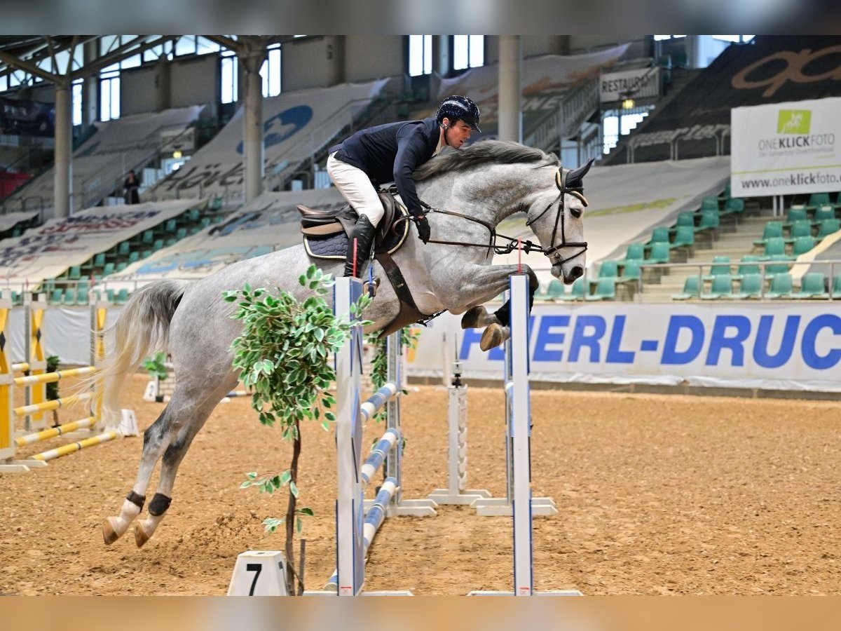 Caballo de deporte alemán Yegua 6 años 175 cm Tordo in Gerstetten