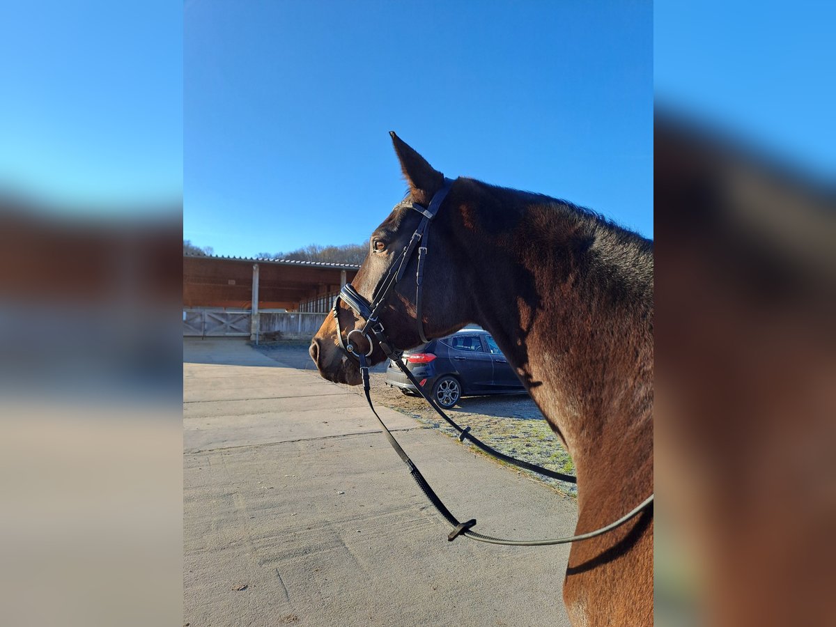 Caballo de deporte alemán Yegua 6 años 176 cm Castaño oscuro in Jena