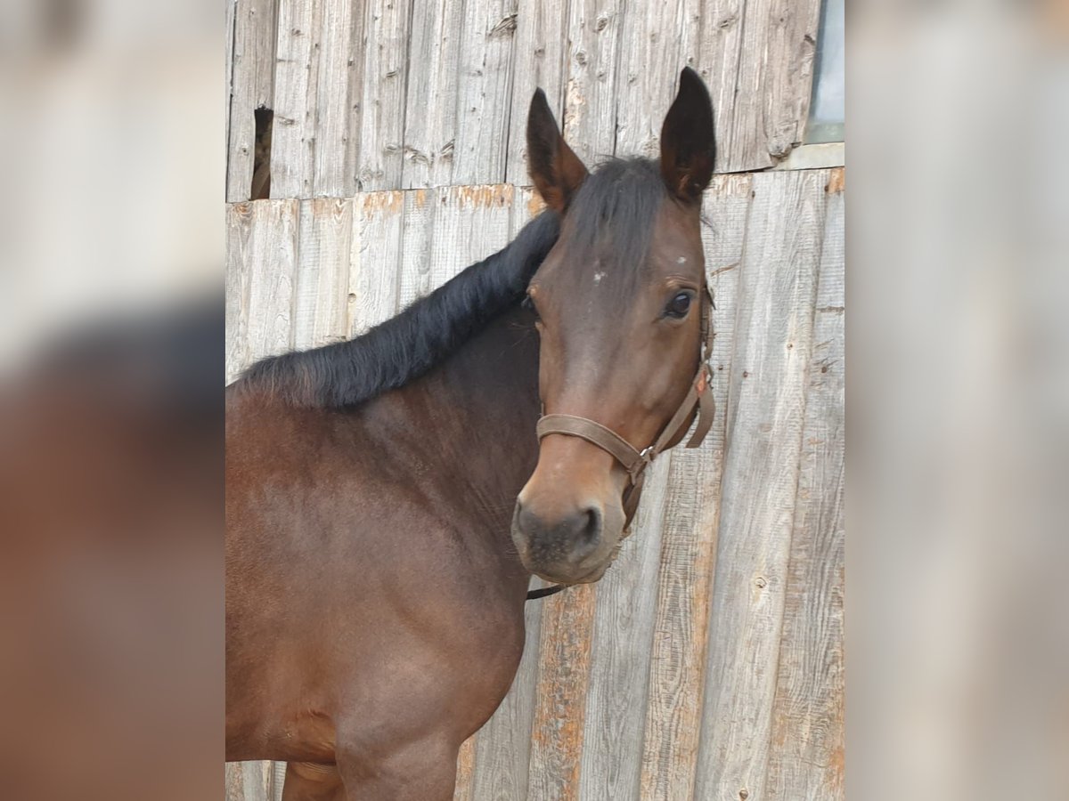 Caballo de deporte alemán Mestizo Yegua 7 años 152 cm Castaño in Stuttgart m&#xF6;hringen
