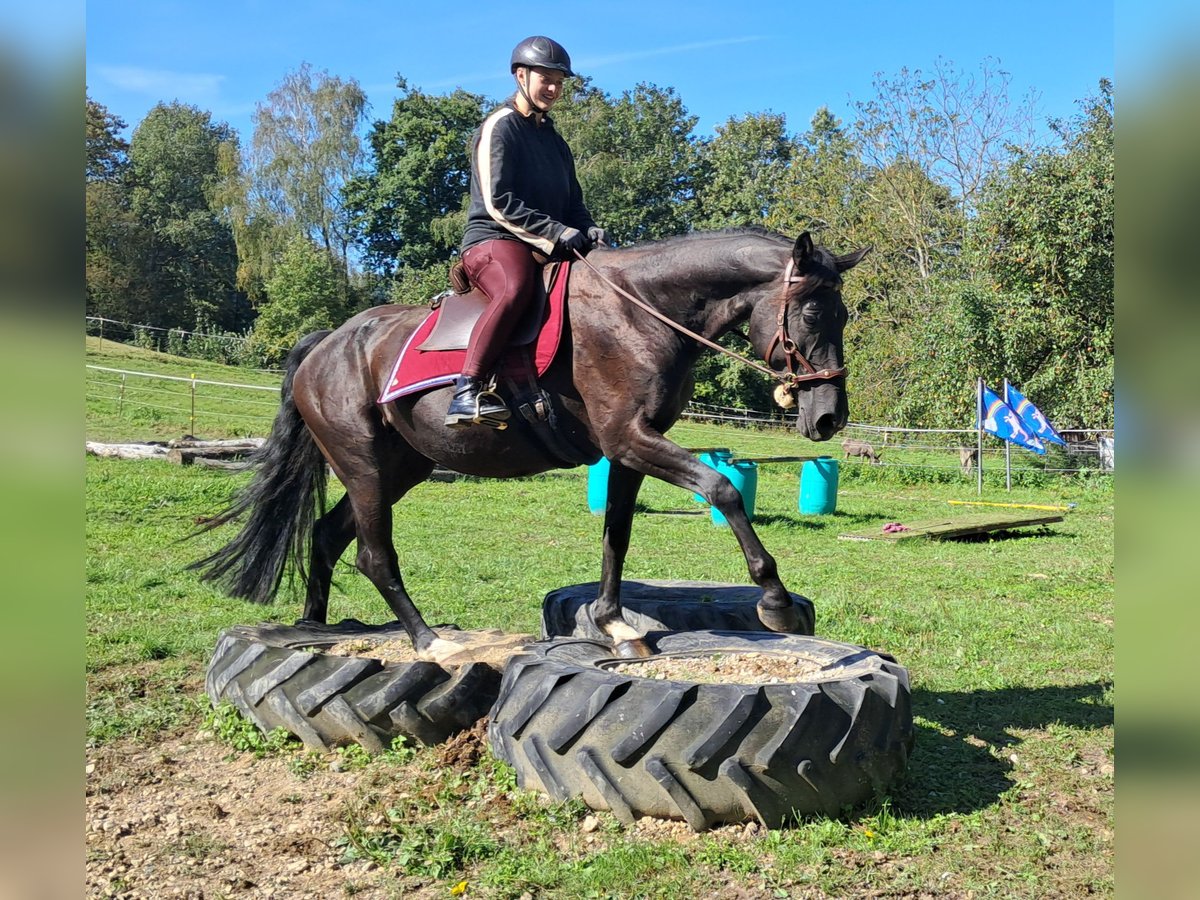 Caballo de deporte alemán Yegua 7 años 160 cm Negro in Bayerbach