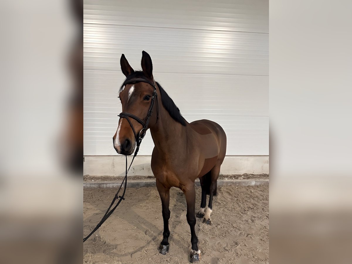 Caballo de deporte alemán Yegua 7 años 162 cm Castaño in Kamenz