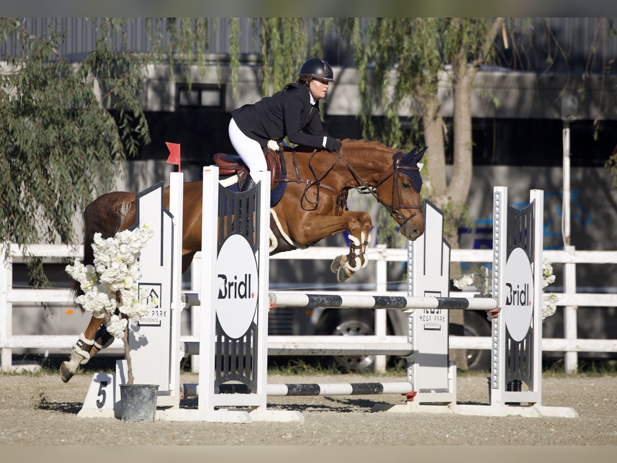 Caballo de deporte alemán Yegua 7 años 163 cm Alazán-tostado in Arezzo