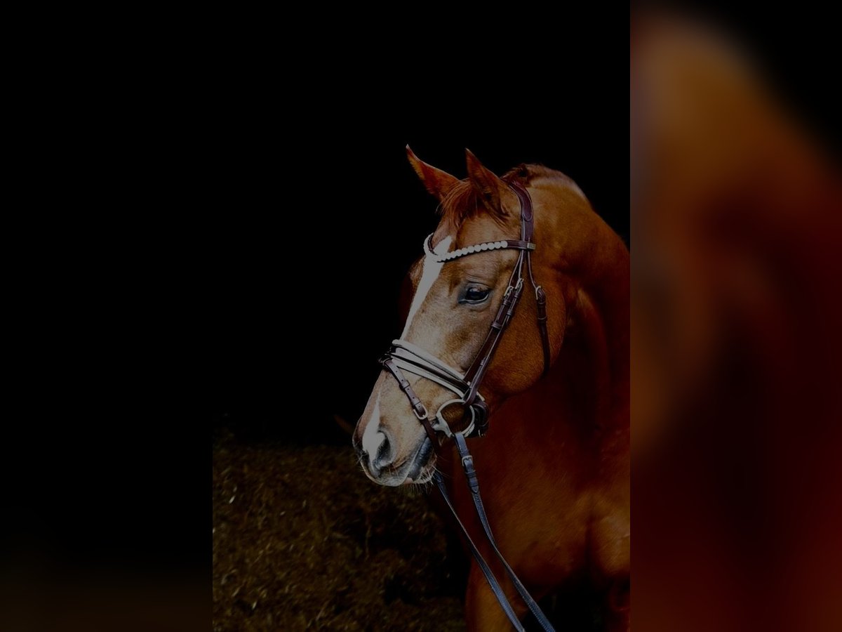 Caballo de deporte alemán Yegua 7 años 164 cm Alazán in Weilheim an der Teck