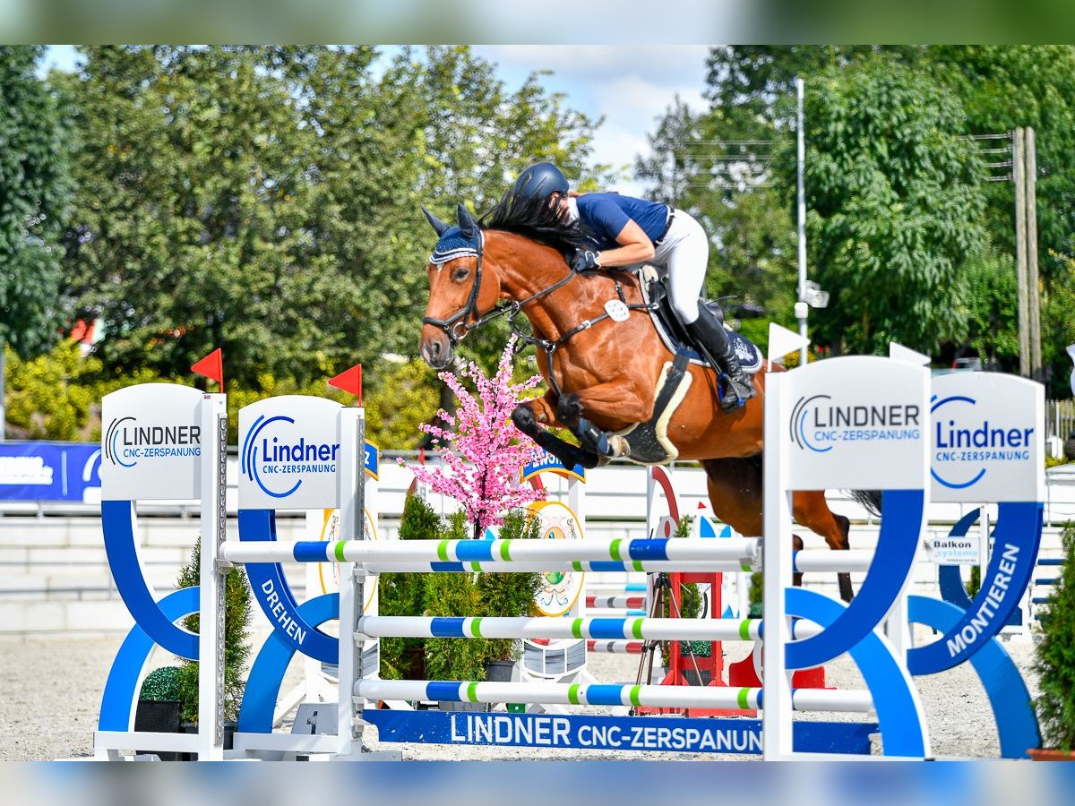 Caballo de deporte alemán Yegua 7 años 164 cm Castaño in Leutershausen