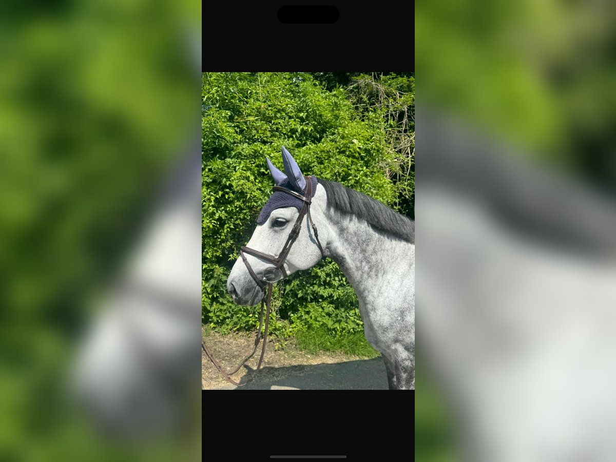 Caballo de deporte alemán Yegua 7 años 165 cm Tordo rodado in Dortmund