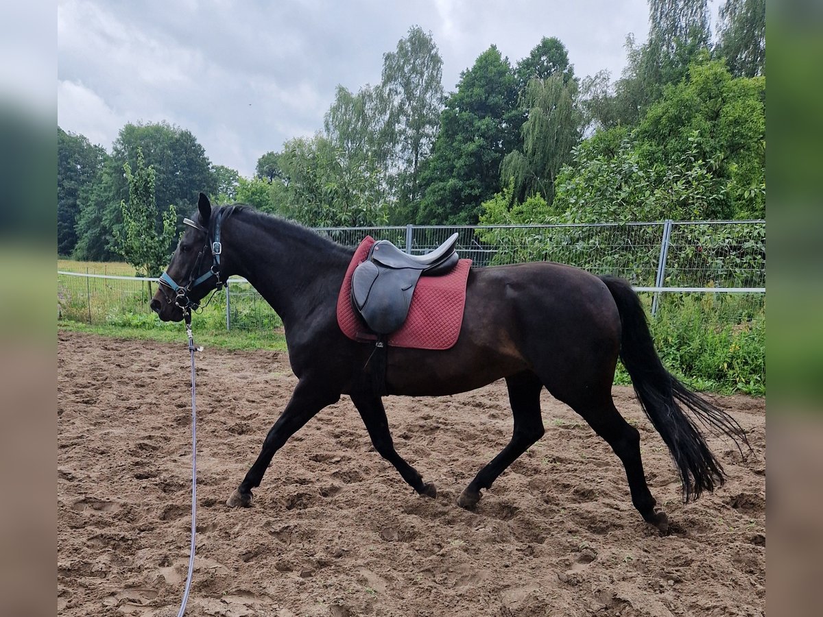 Caballo de deporte alemán Yegua 7 años 166 cm Morcillo in Kummersdorf