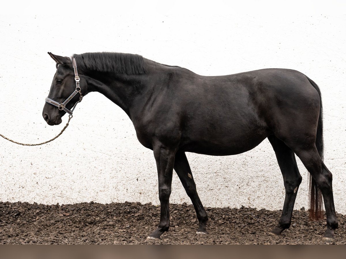 Caballo de deporte alemán Yegua 7 años 166 cm Negro in Nürtingen