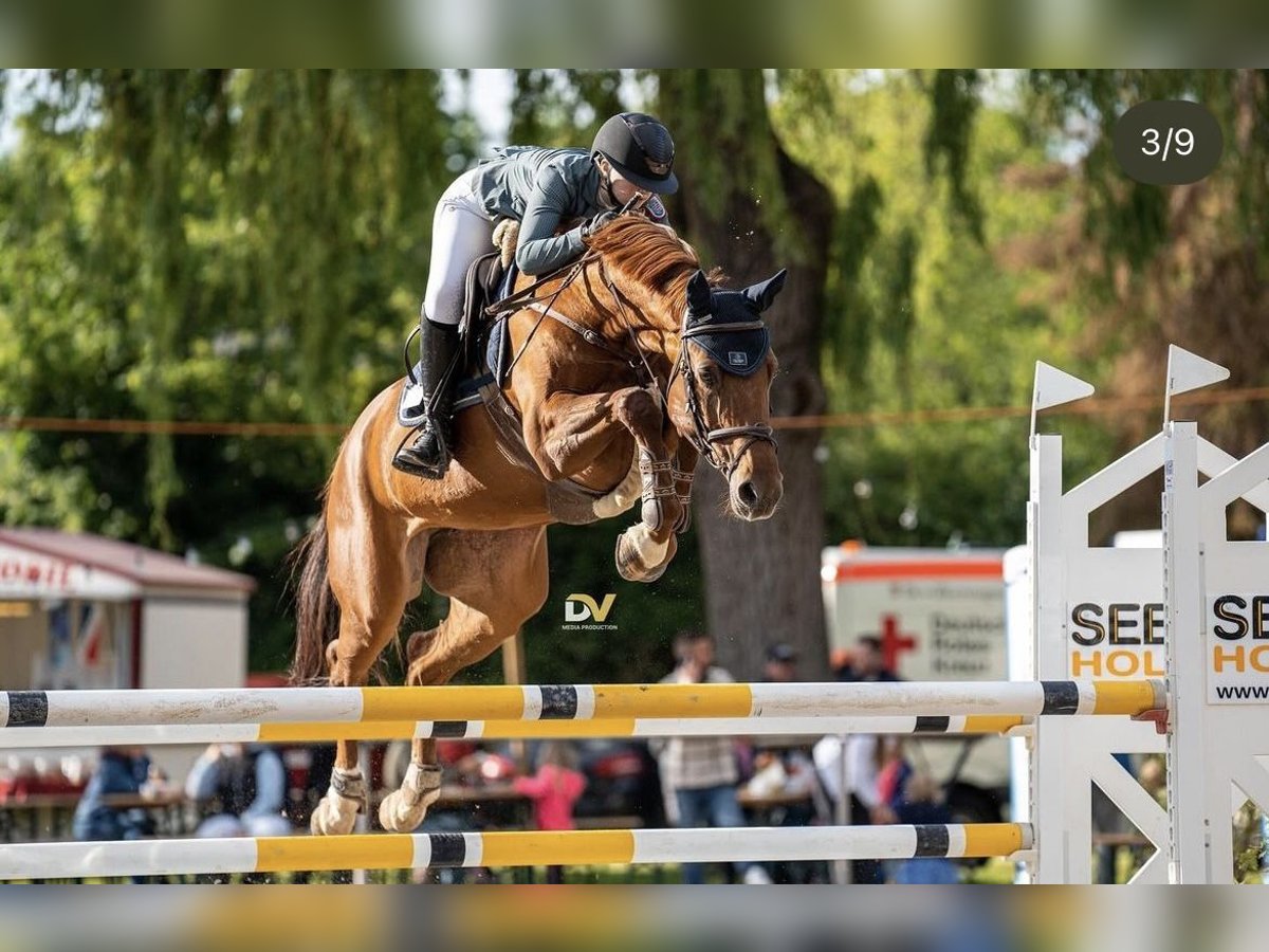 Caballo de deporte alemán Yegua 7 años 167 cm Alazán in Viernheim