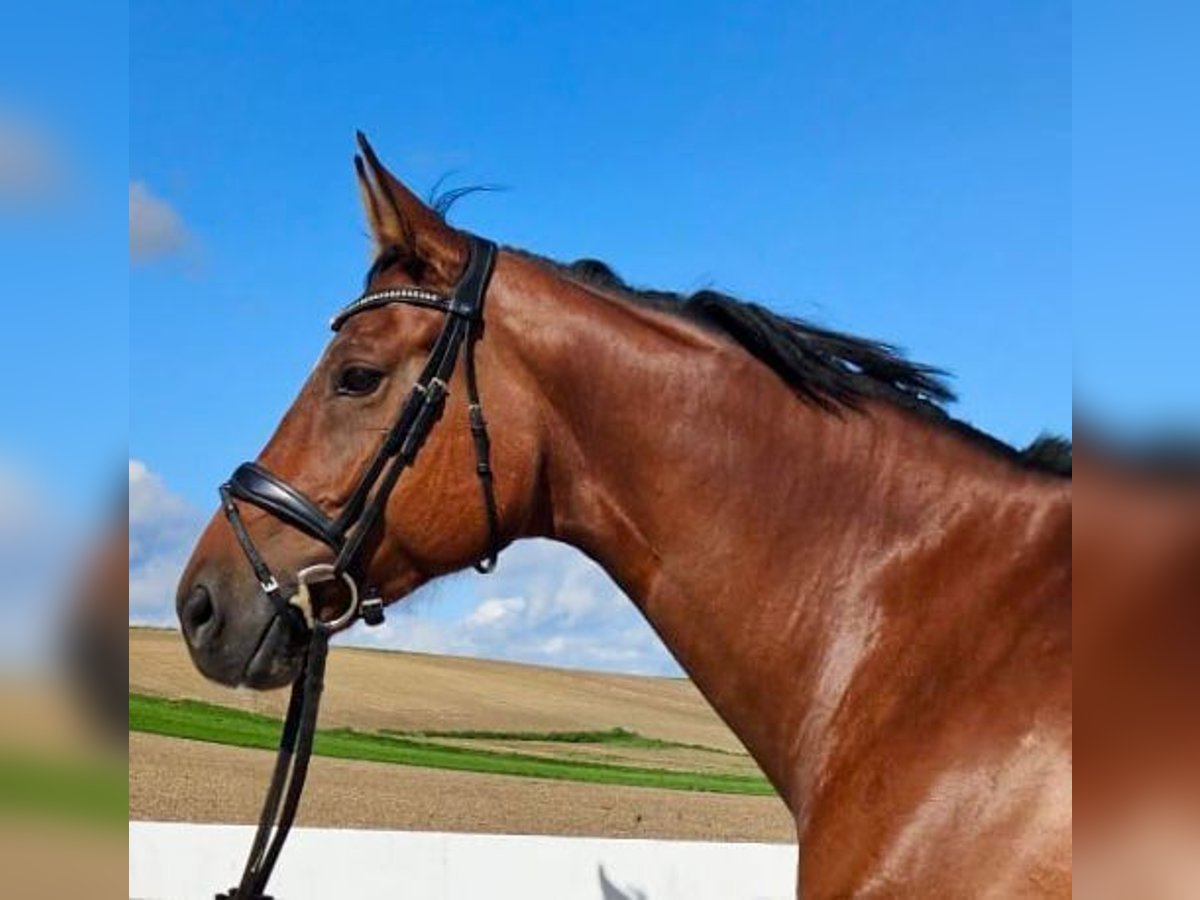 Caballo de deporte alemán Yegua 7 años 167 cm Castaño in Allershausen