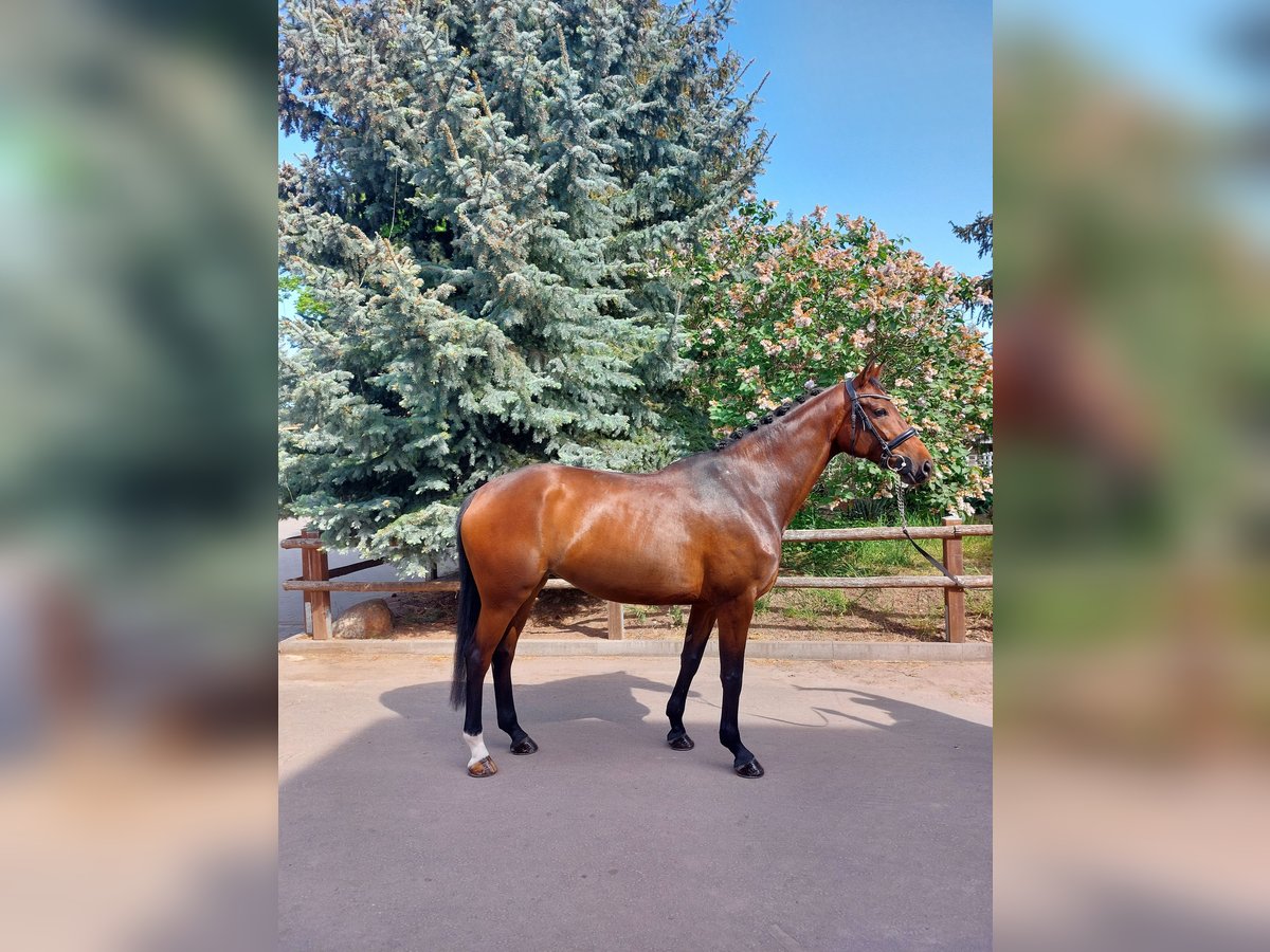 Caballo de deporte alemán Yegua 7 años 167 cm Castaño in Atzendorf