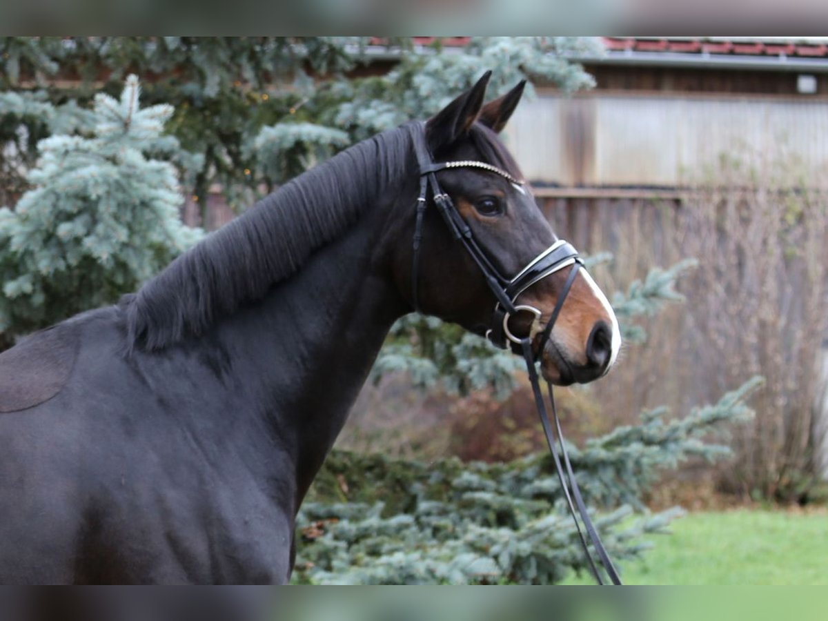 Caballo de deporte alemán Yegua 7 años 167 cm Castaño oscuro in Schwäbisch Hall