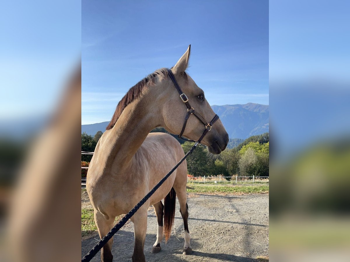 Caballo de deporte alemán Yegua 7 años 168 cm Buckskin/Bayo in Karnabrunn