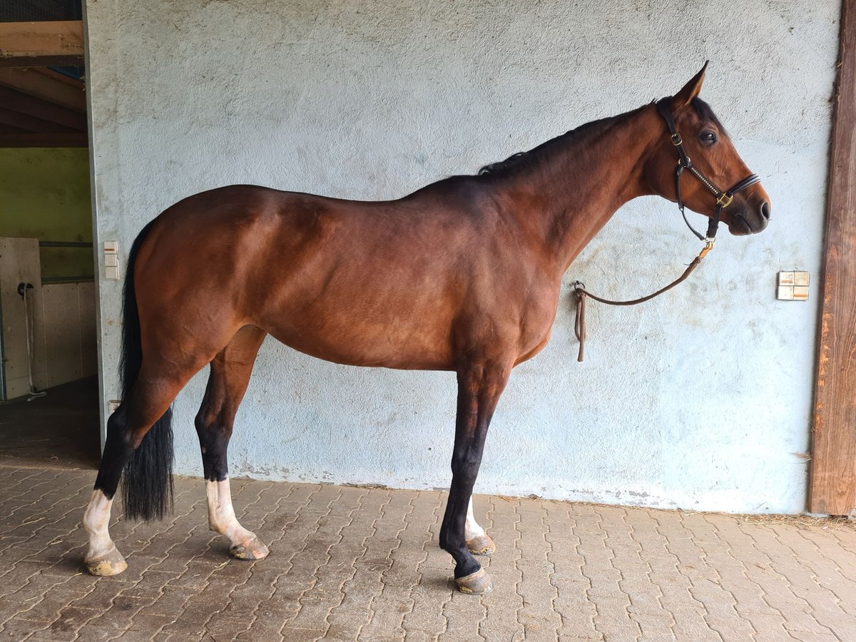 Caballo de deporte alemán Yegua 7 años 168 cm Castaño in Großrinderfeld