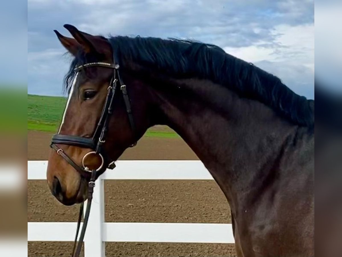 Caballo de deporte alemán Yegua 7 años 168 cm Castaño oscuro in Allershausen