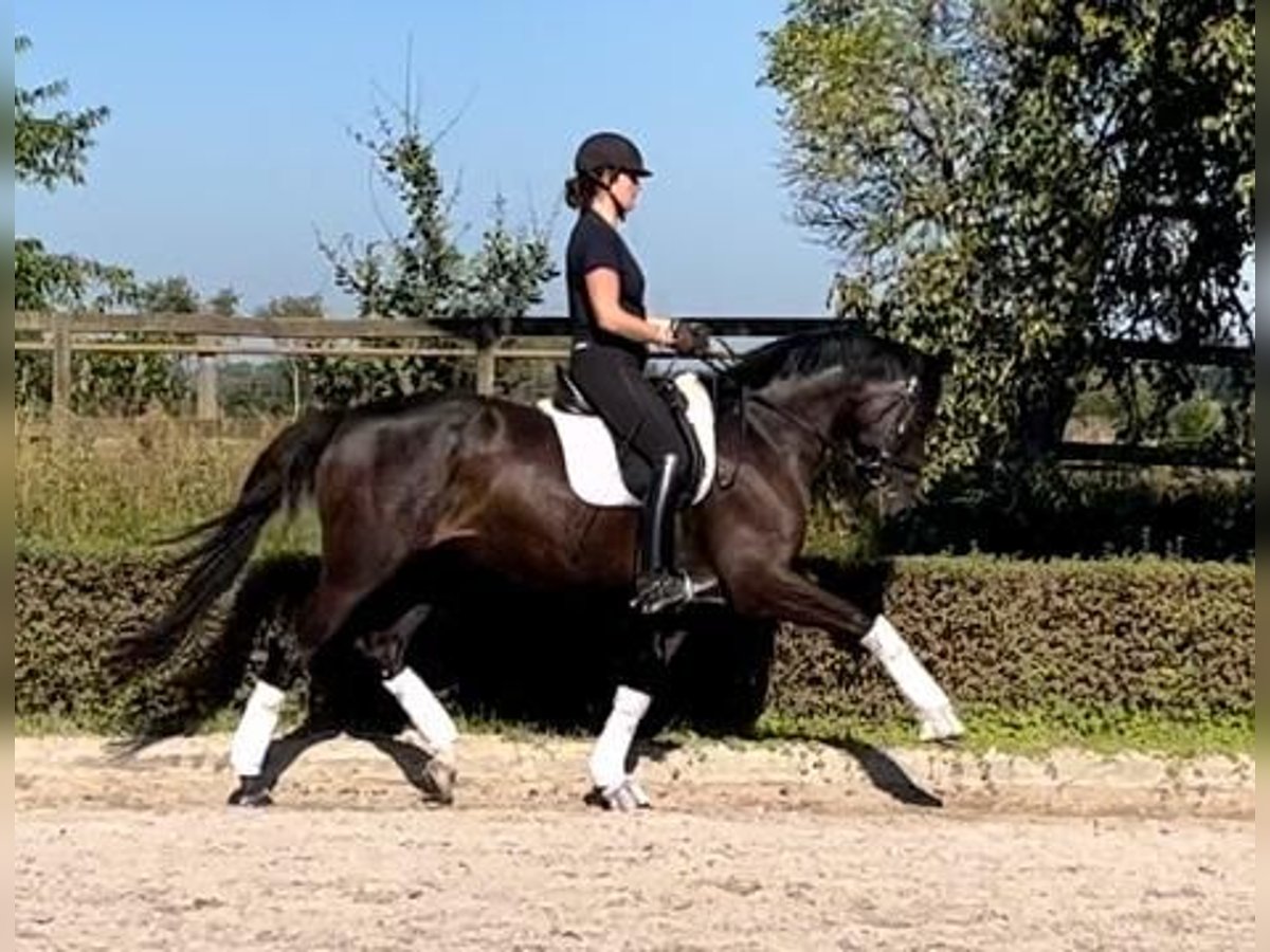 Caballo de deporte alemán Yegua 7 años 168 cm Castaño oscuro in Gro&#xDF;beeren