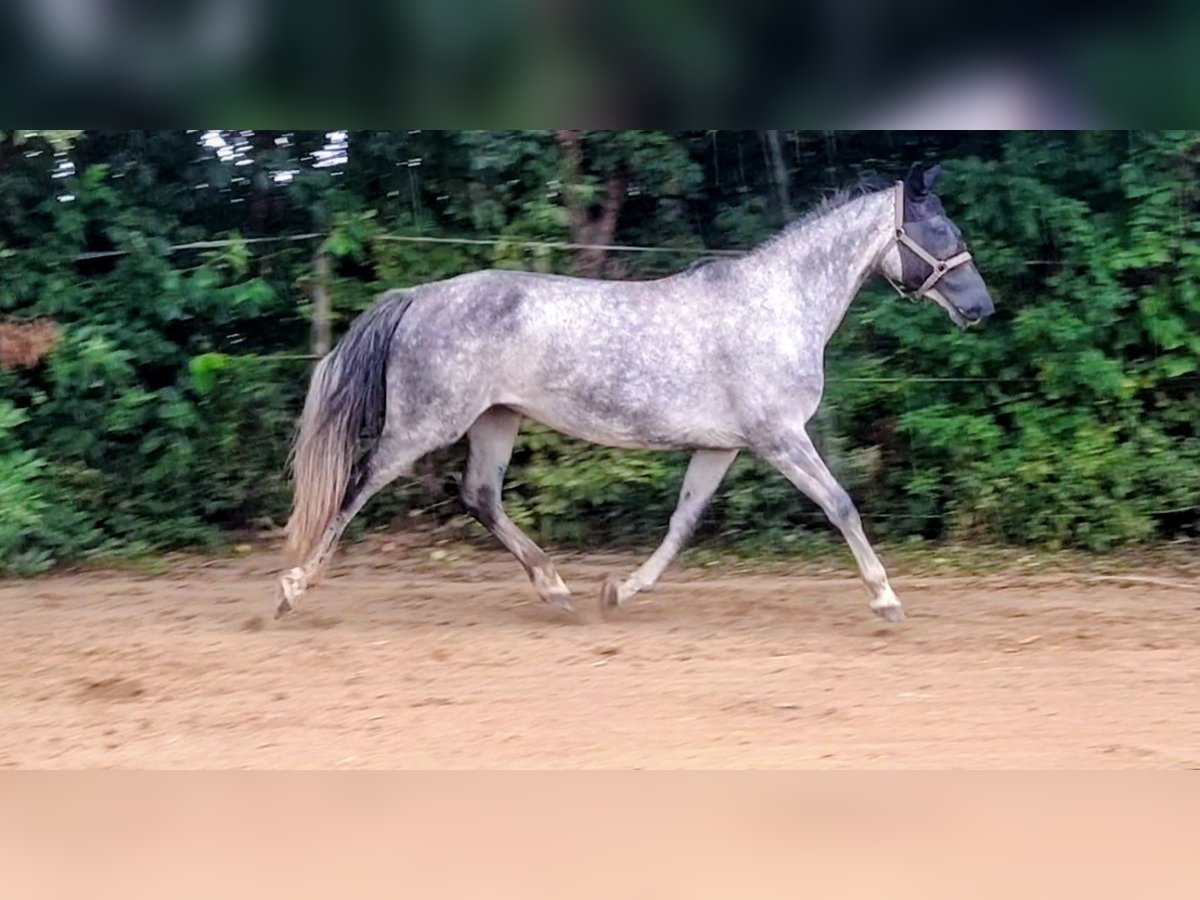 Caballo de deporte alemán Yegua 7 años 168 cm Tordo in Seester