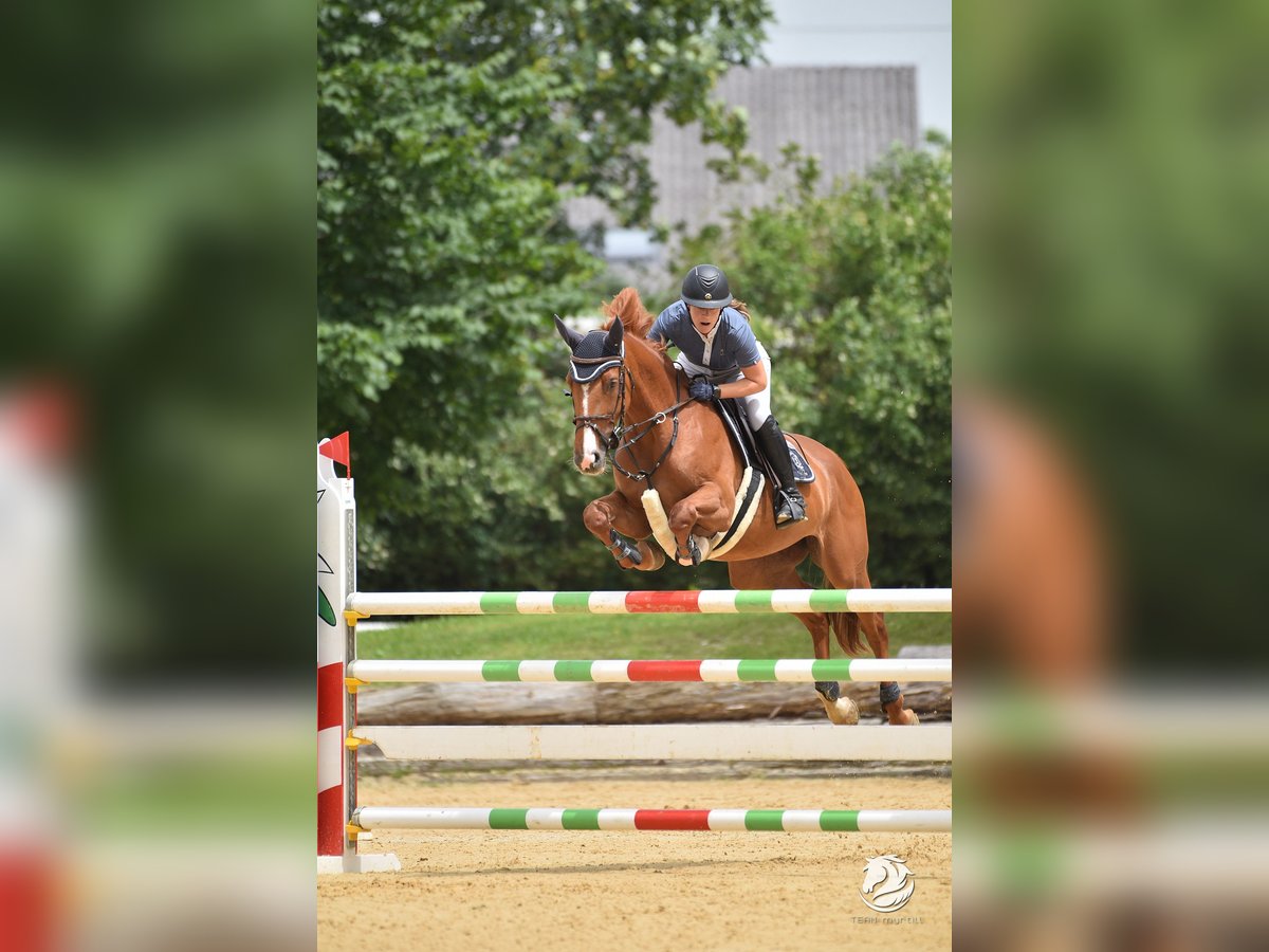 Caballo de deporte alemán Yegua 7 años 169 cm Alazán in Stegersbach