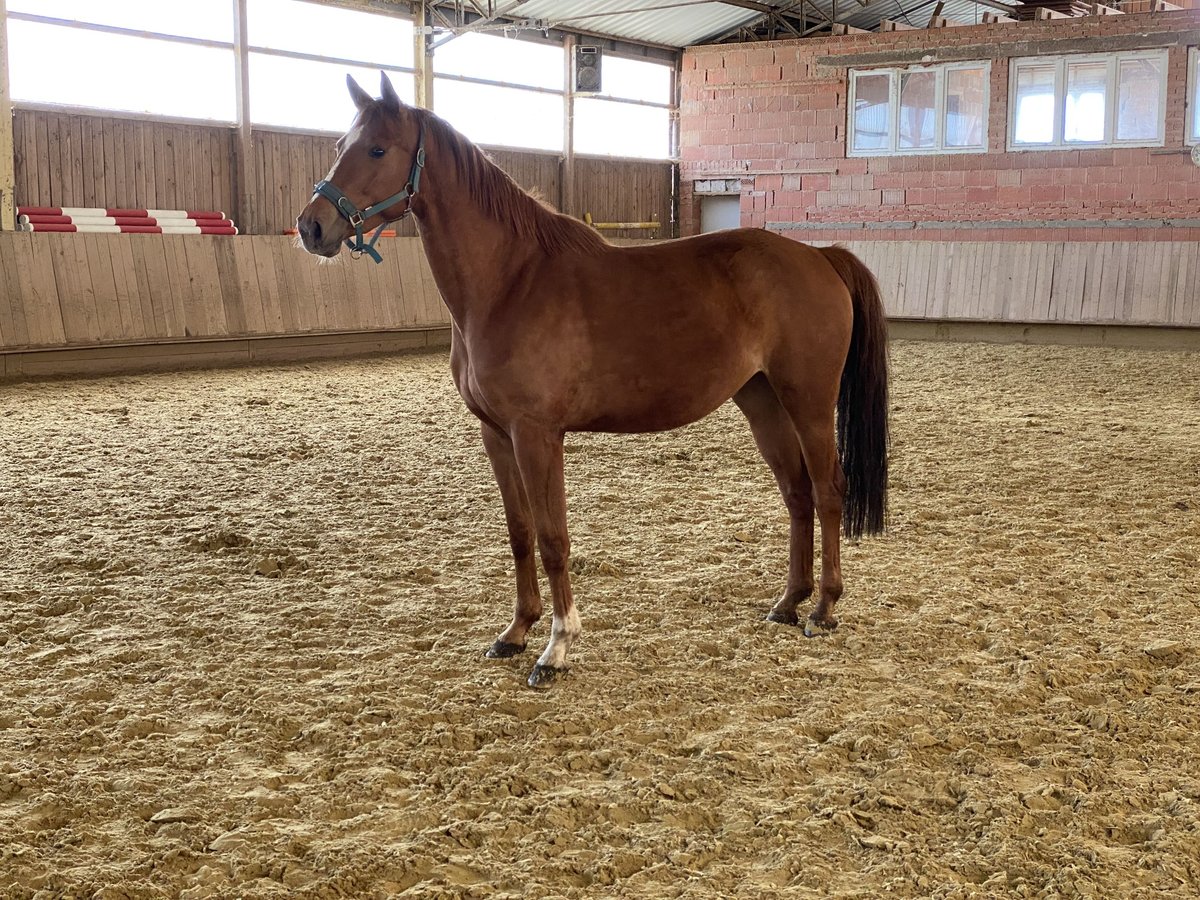 Caballo de deporte alemán Yegua 7 años 169 cm Alazán in Behrungen