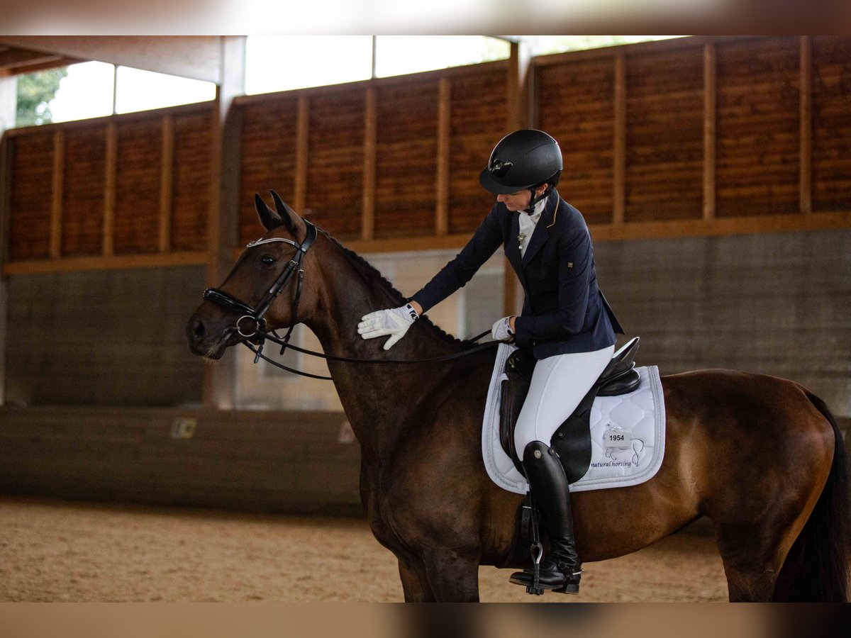 Caballo de deporte alemán Yegua 7 años 170 cm Castaño oscuro in Neuhaus am Inn