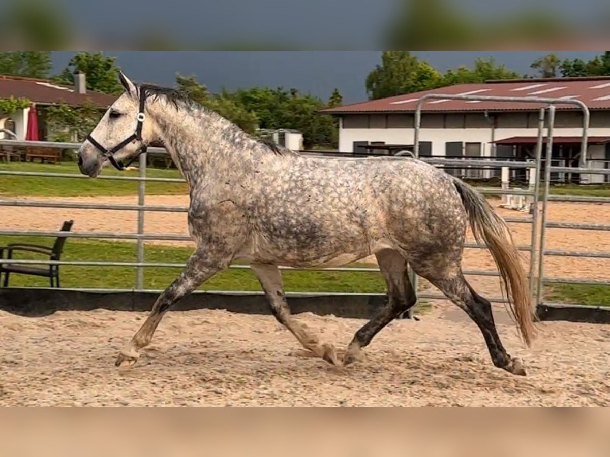 Caballo de deporte alemán Yegua 7 años 170 cm Tordo in W&#xFC;rzburg