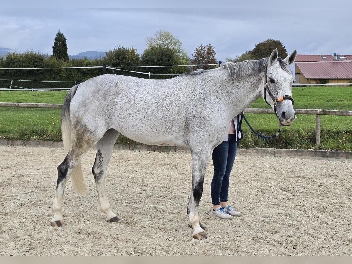 Caballo de deporte alemán Yegua 7 años 170 cm Tordo picazo in Ruhla Caballo de deporte alemán Yegua 7 años 170 cm Tordo picazo in Ruhla