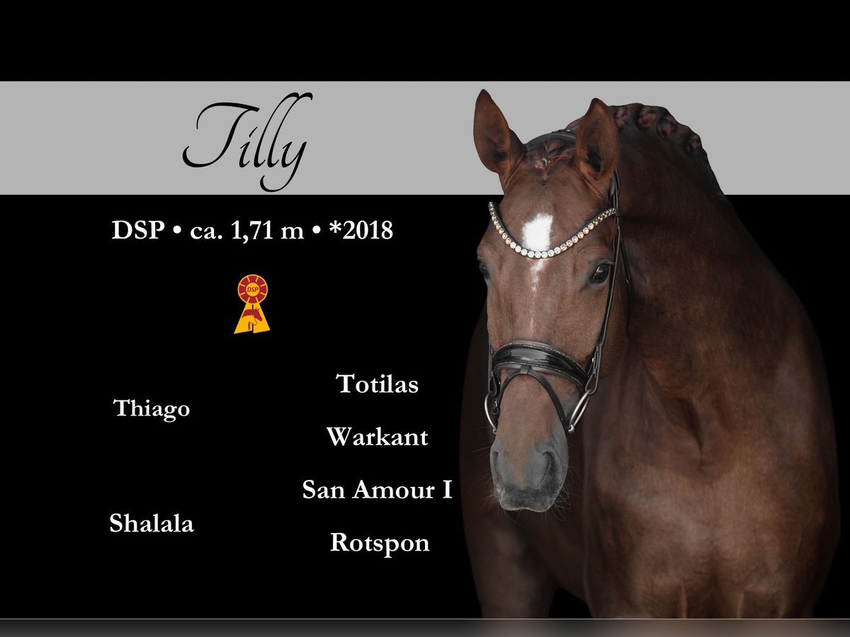 Caballo de deporte alemán Yegua 7 años 171 cm Alazán-tostado in Wehringen