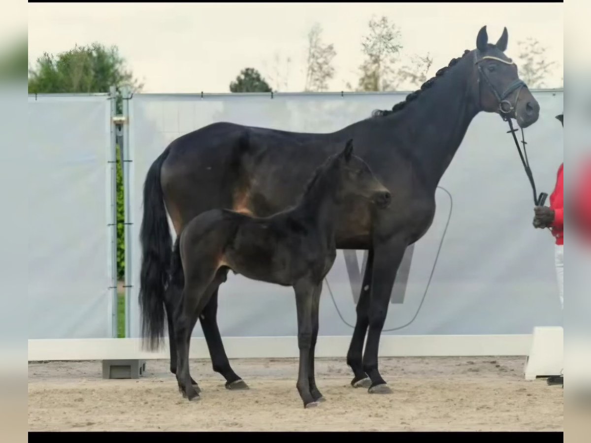 Caballo de deporte alemán Yegua 7 años 172 cm Castaño oscuro in Soest