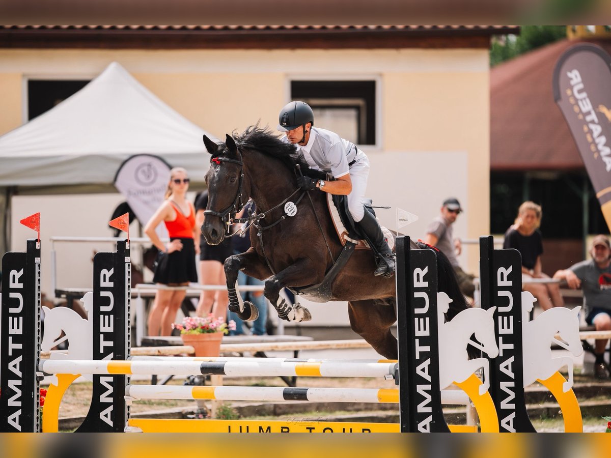 Caballo de deporte alemán Yegua 7 años 172 cm Castaño oscuro in PARDUBICE