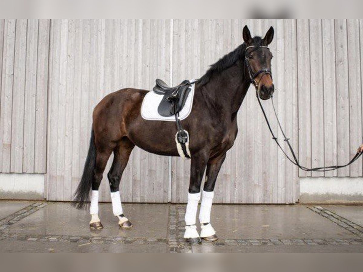 Caballo de deporte alemán Yegua 7 años 177 cm Castaño oscuro in Henstedt-Ulzburg