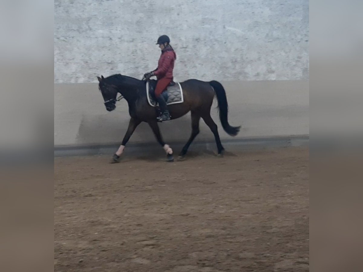Caballo de deporte alemán Yegua 8 años 163 cm Castaño in Nordheim