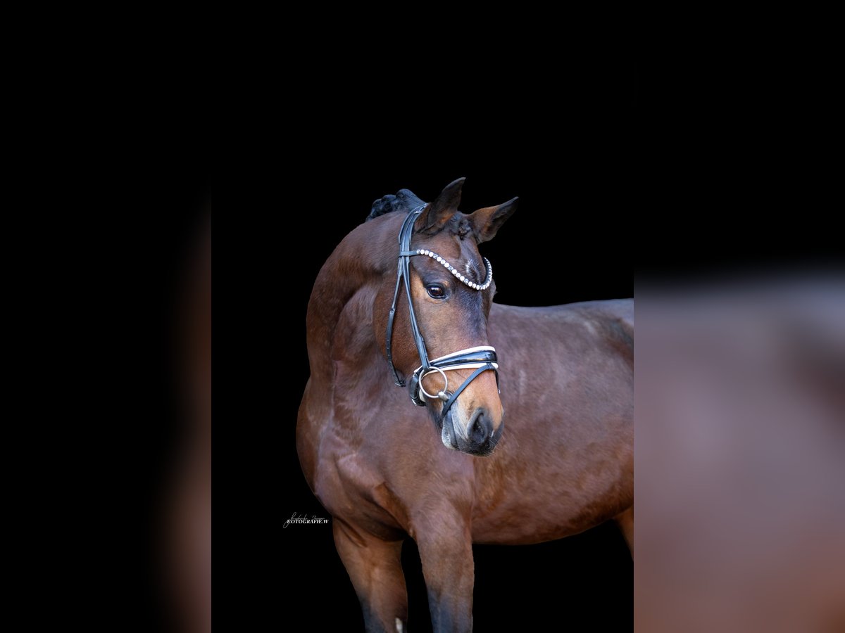 Caballo de deporte alemán Yegua 8 años 164 cm Castaño in Lehrberg