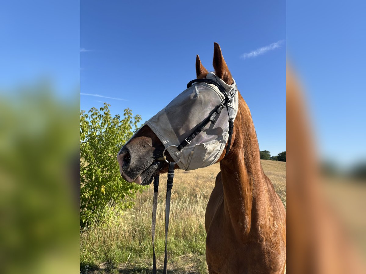 Caballo de deporte alemán Yegua 8 años 165 cm Alazán in Ketzin