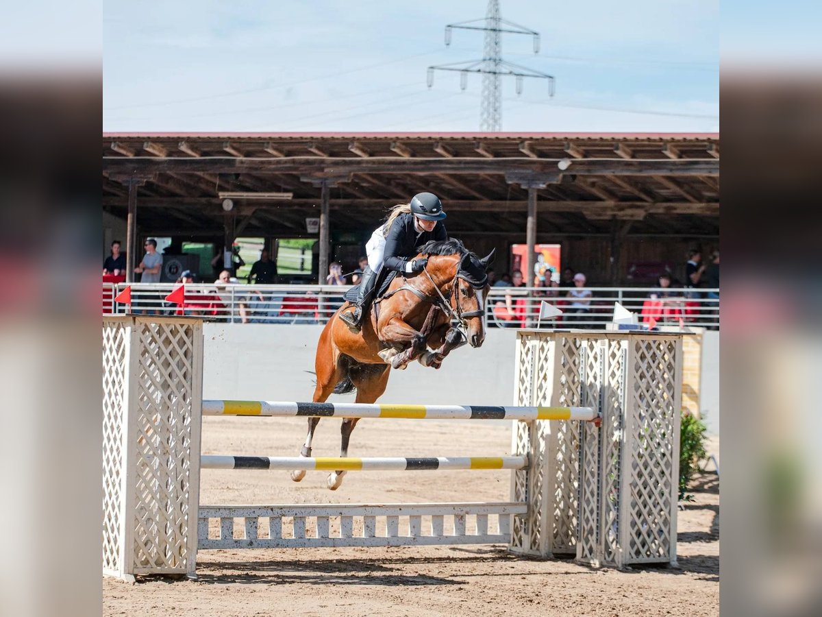 Caballo de deporte alemán Yegua 8 años 165 cm Castaño in Riedering