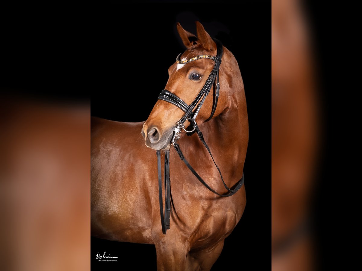 Caballo de deporte alemán Yegua 8 años 166 cm Alazán in Herrenberg