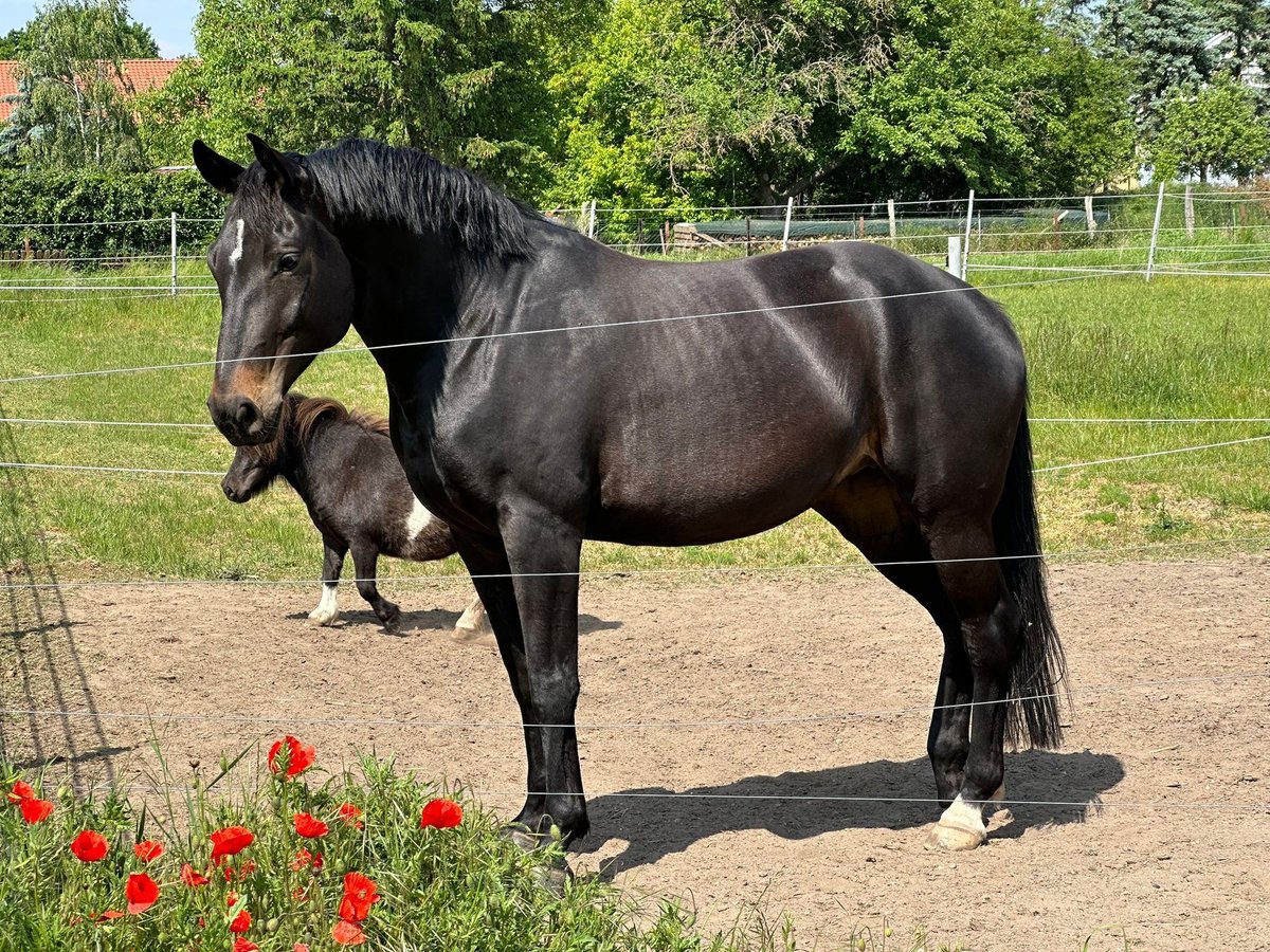 Caballo de deporte alemán Yegua 8 años 166 cm Morcillo in Stendal