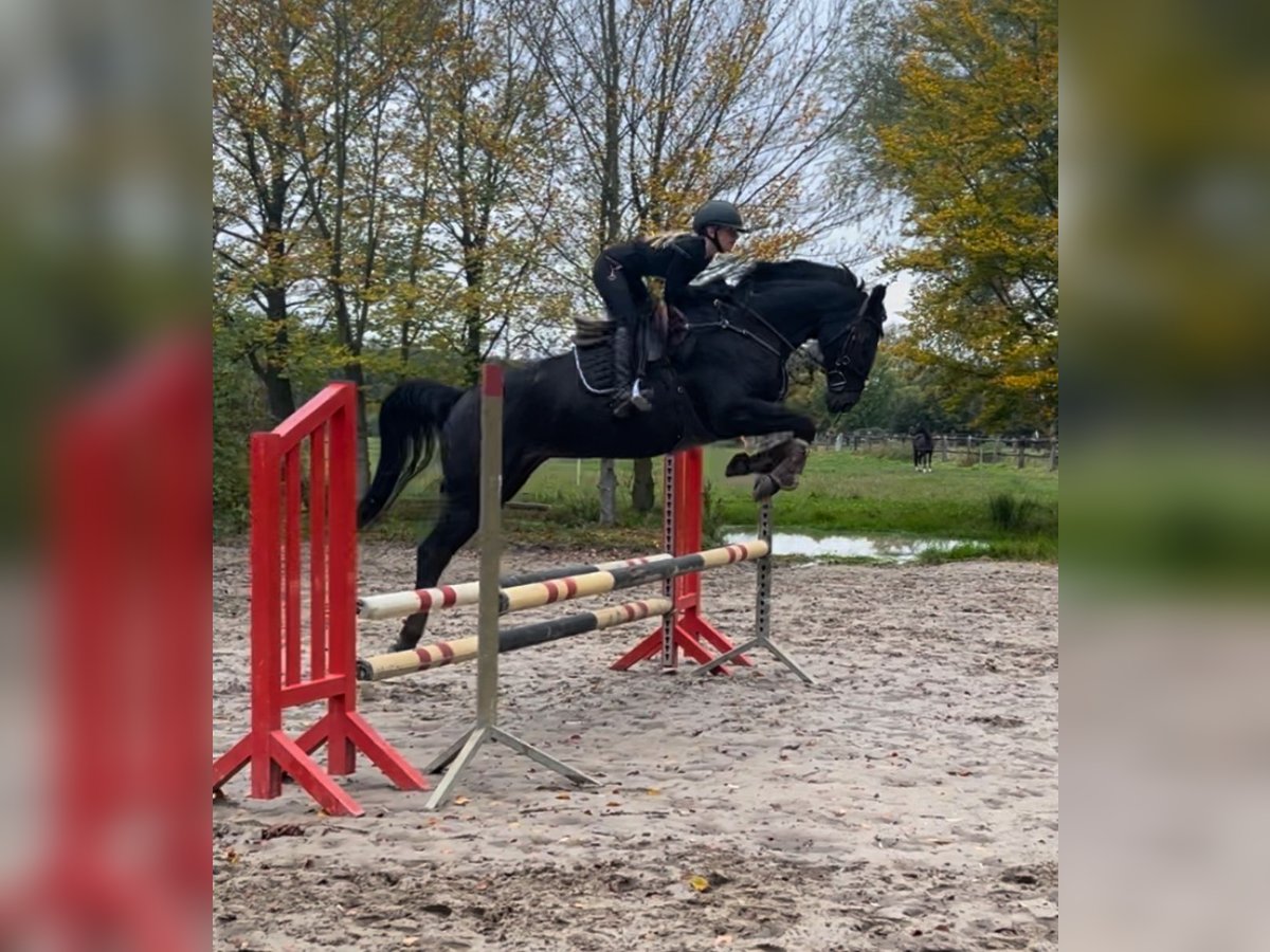 Caballo de deporte alemán Yegua 8 años 166 cm Morcillo in G&#xFC;tersloh