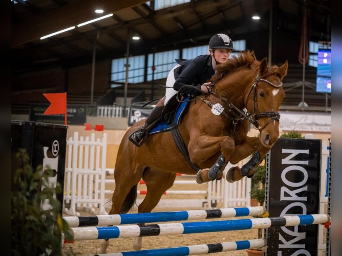 Caballo de deporte alemán Yegua 8 años 167 cm Alazán in Wächtersbach