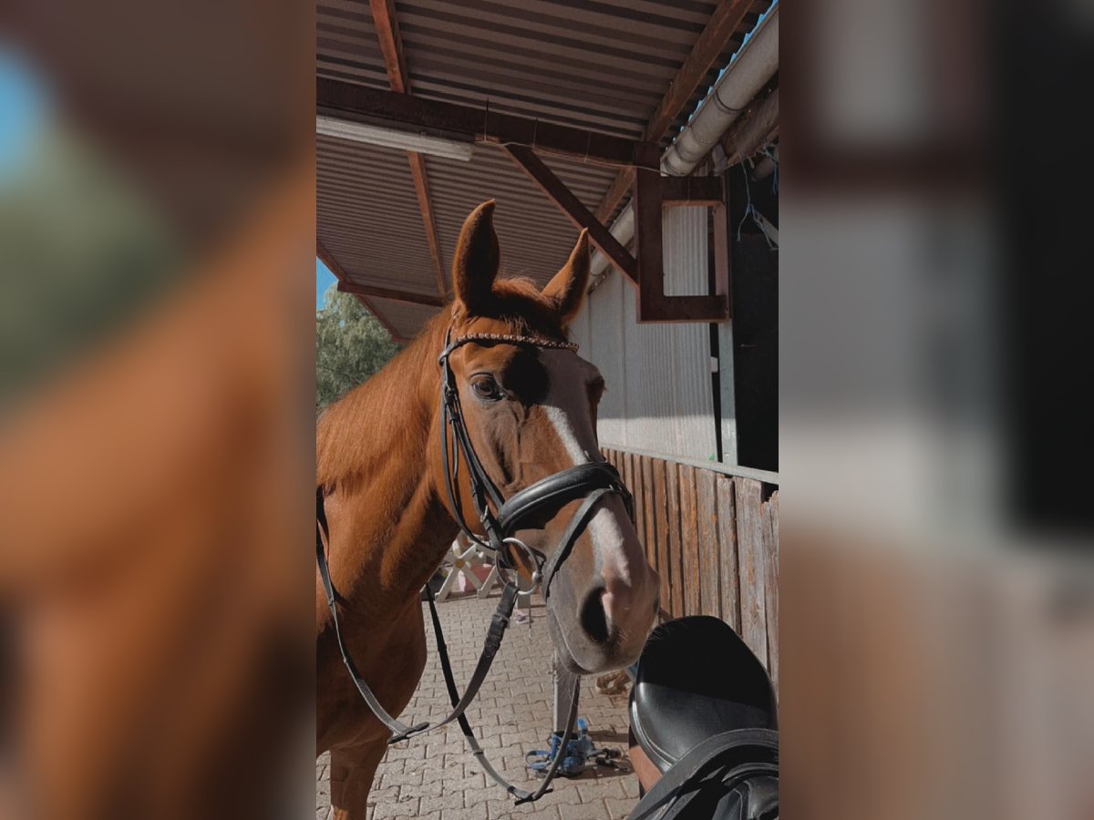 Caballo de deporte alemán Yegua 8 años 168 cm Alazán in Eningen unter Achalm